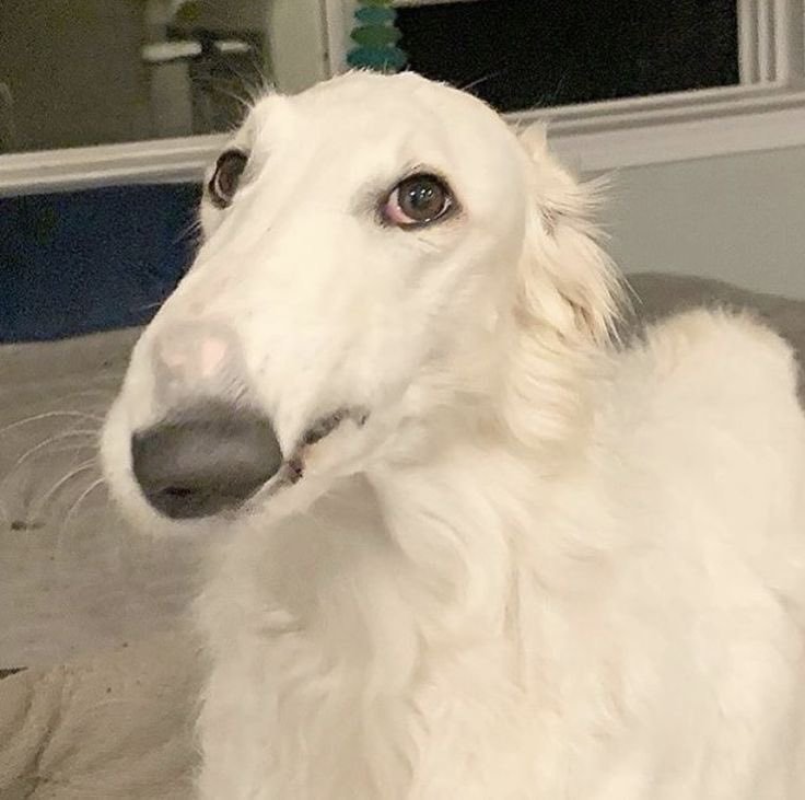 Bamboozled