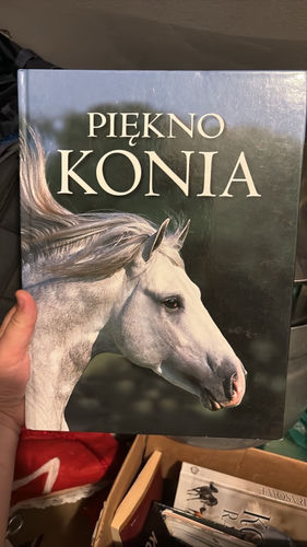 Piękno konia