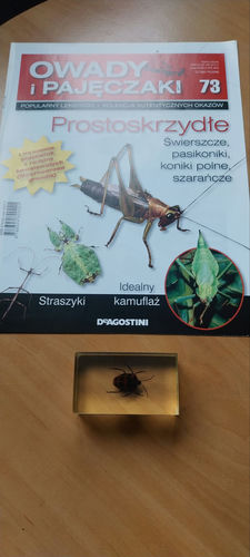 Owady i Pajęczaki nr 73