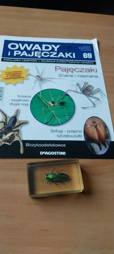 Owady i Pajęczaki nr 69