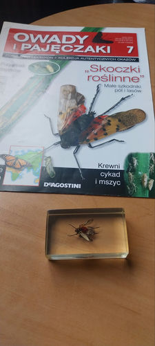 Owady i Pajęczaki nr 7