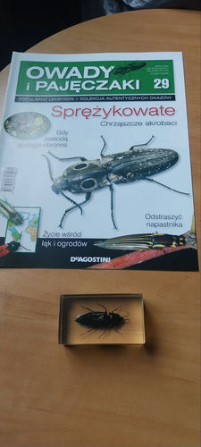 Owady i Pajęczaki nr 29