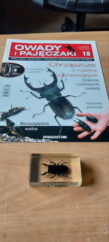 Owady i Pajęczaki nr 13