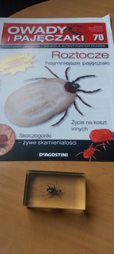 Owady i Pajęczaki nr 70
