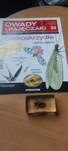 Owady i Pajęczaki nr 34